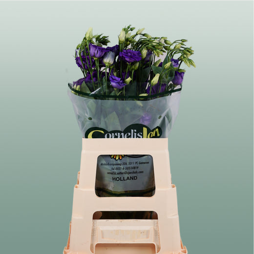 Lisianthus Rosita Blue