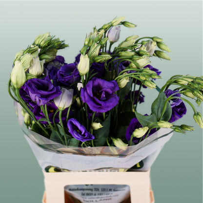 Eustoma Rosita Blue (10 Stems)