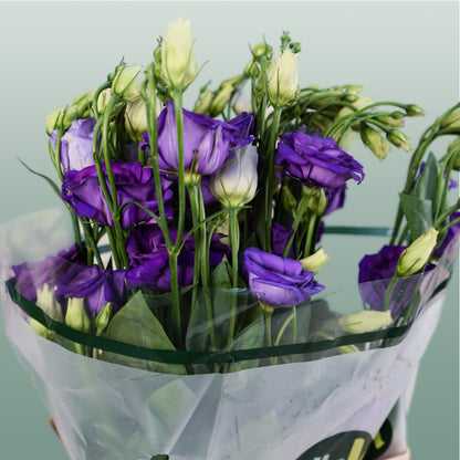 Eustoma Rosita Blue (10 Stems)