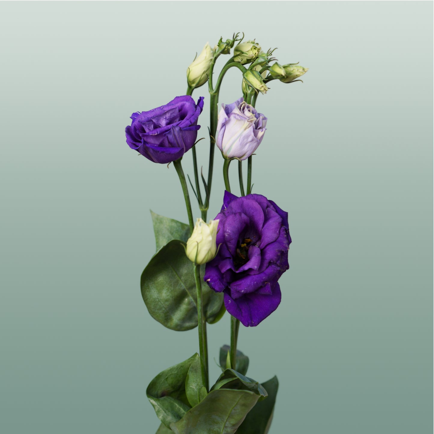 Lisianthus Rosita Blue (10 Stems)