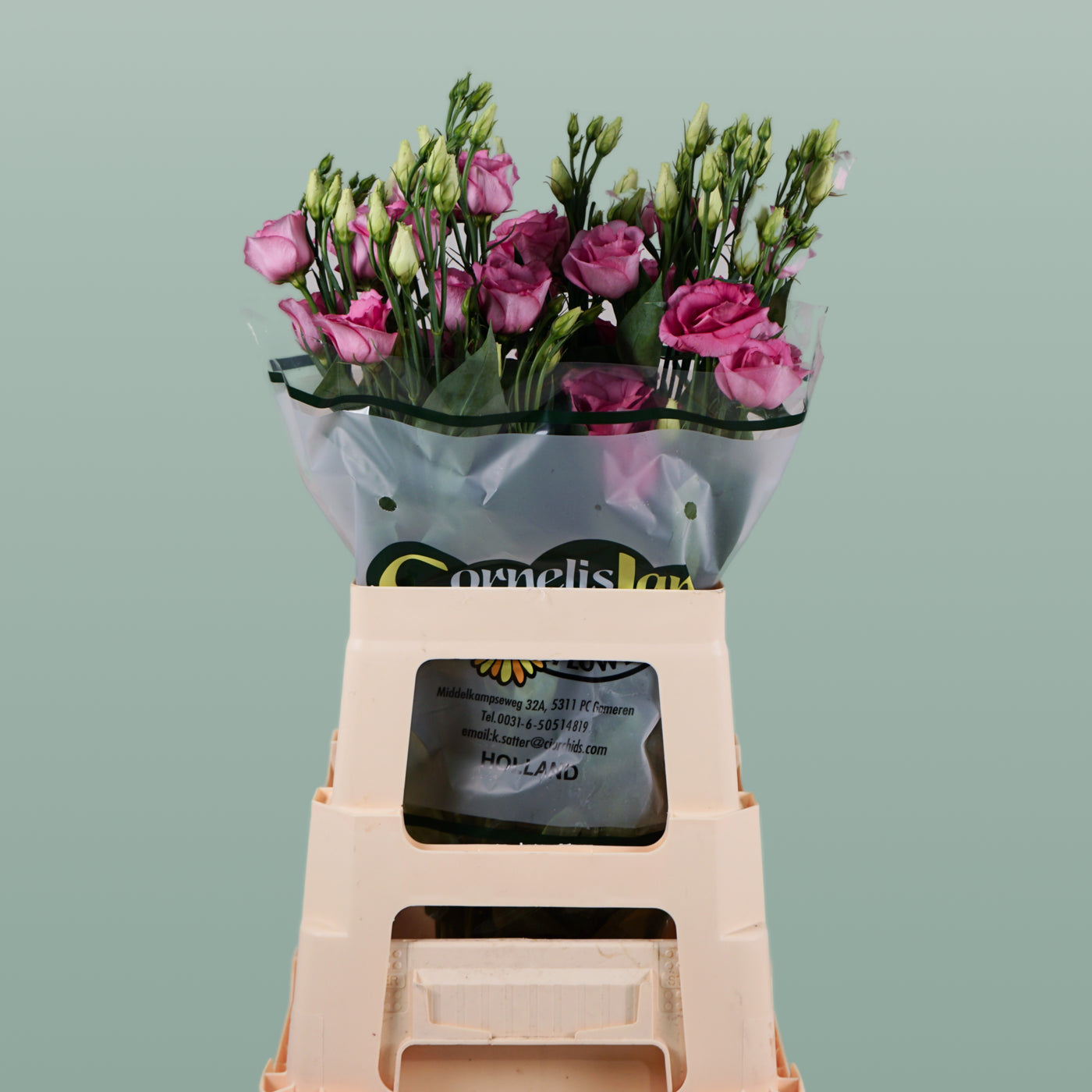 Pink Lisianthus ‘Rosita Champagne’ – 70cm Stems