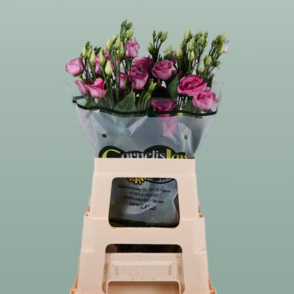 Eustoma Rosita Pink (10 Stems)