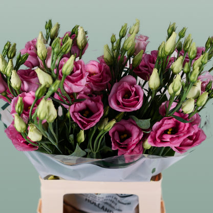 Eustoma Rosita Pink (10 Stems)