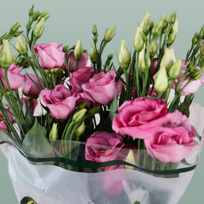Eustoma Rosita Pink (10 Stems)