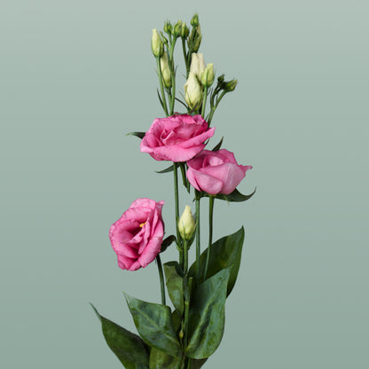 Eustoma Rosita Pink (10 Stems)