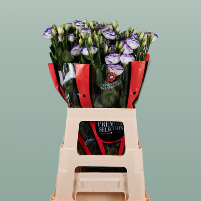 Eustoma Rosita Blue Picotee (10 Stems)