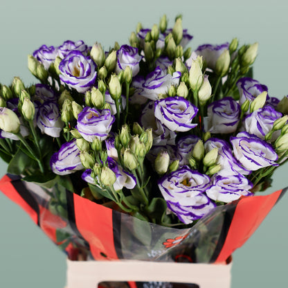 Eustoma Rosita Blue Picotee (10 Stems)