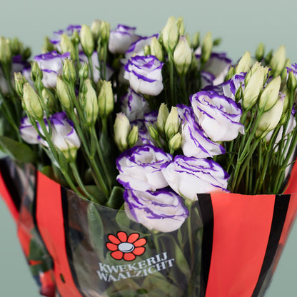 Eustoma Rosita Blue Picotee (10 Stems)