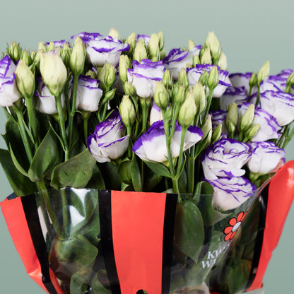Eustoma Rosita Blue Picotee (10 Stems)