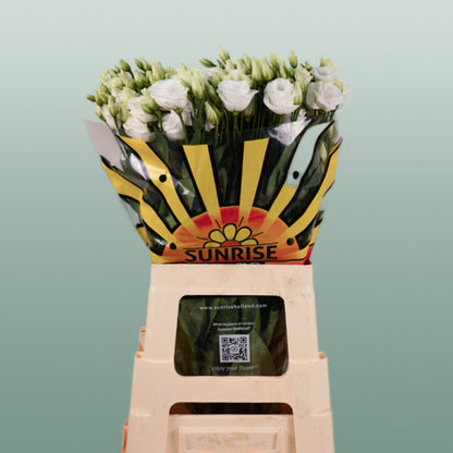 Eustoma Rosita White (10 Stems)