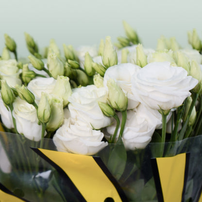 Eustoma Rosita White (10 Stems)