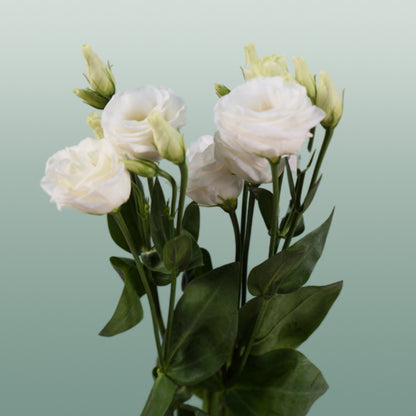 Eustoma Rosita White (10 Stems)