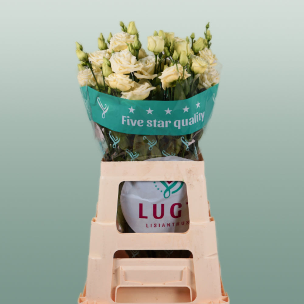 Eustoma Rosita Yellow (10 Stems)