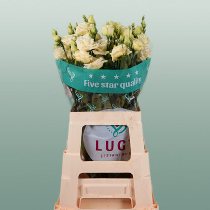 Eustoma Rosita Yellow (10 Stems)