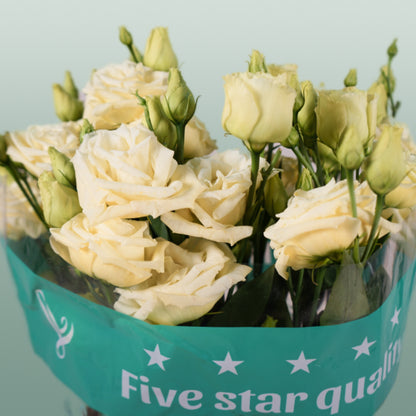 Eustoma Rosita Yellow (10 Stems)