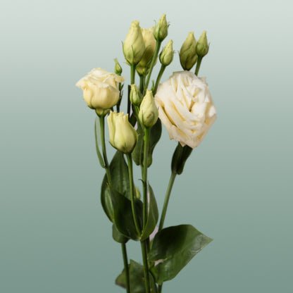 Eustoma Rosita Yellow (10 Stems)