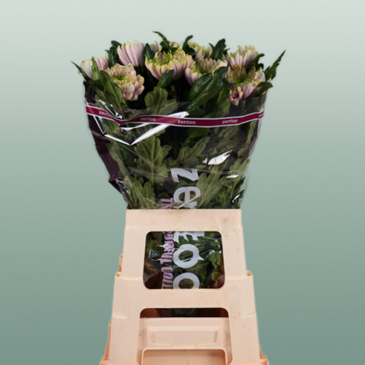 Chrysanthemum G Rossano Charlotte (10 Stems)