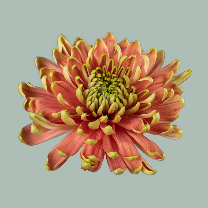 Chrysanthemum G Rossano Elizabeth