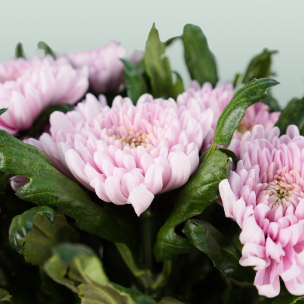 Chrysanthemum G Rossano (10 Stems)