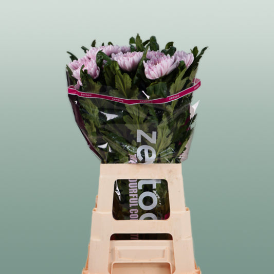 Chrysanthemum G Rossano (10 Stems)