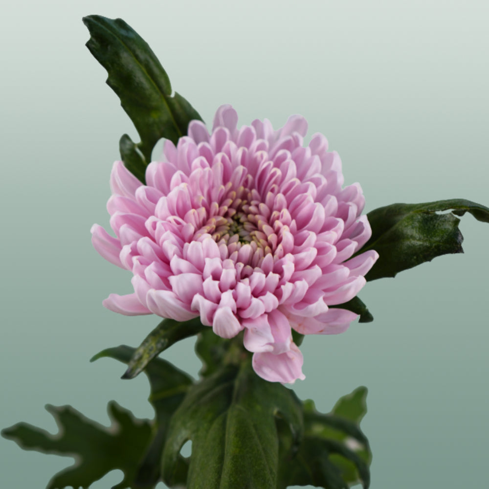 Chrysanthemum G Rossano (10 Stems)