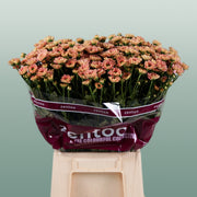 Santini Chrysanthemum - Chrysanthemum - Florossmok