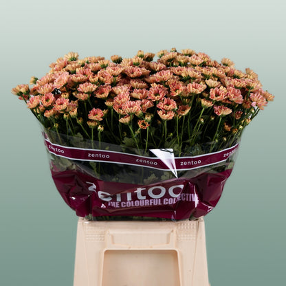 Chrysanthemum Santini Rossi Smokey (25 Stems)