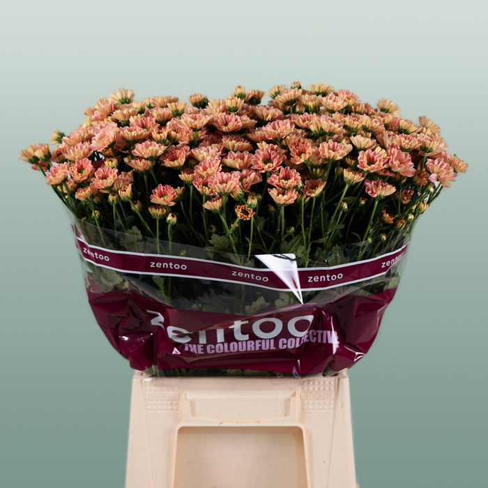 Santini Chrysanthemum - Chrysanthemum - Florossmok