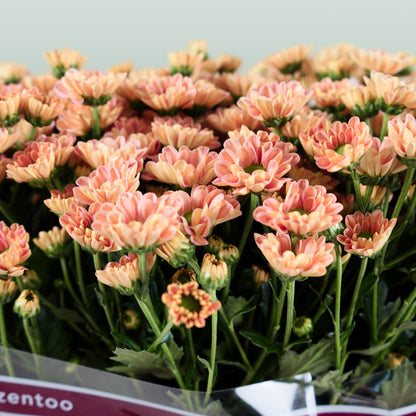 Chrysanthemum Santini Rossi Smokey (25 Stems)