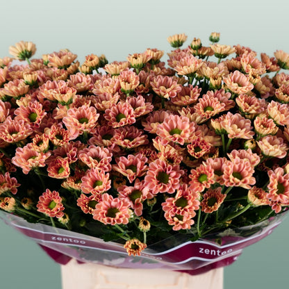Chrysanthemum Santini Rossi Smokey (25 Stems)