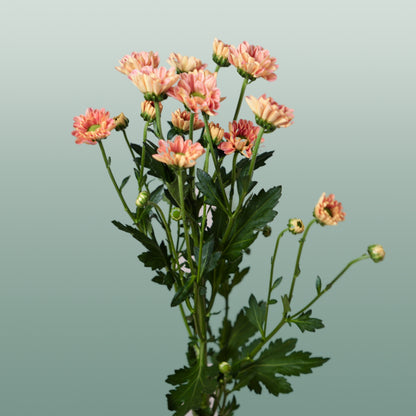 Chrysanthemum Santini Rossi Smokey (25 Stems)