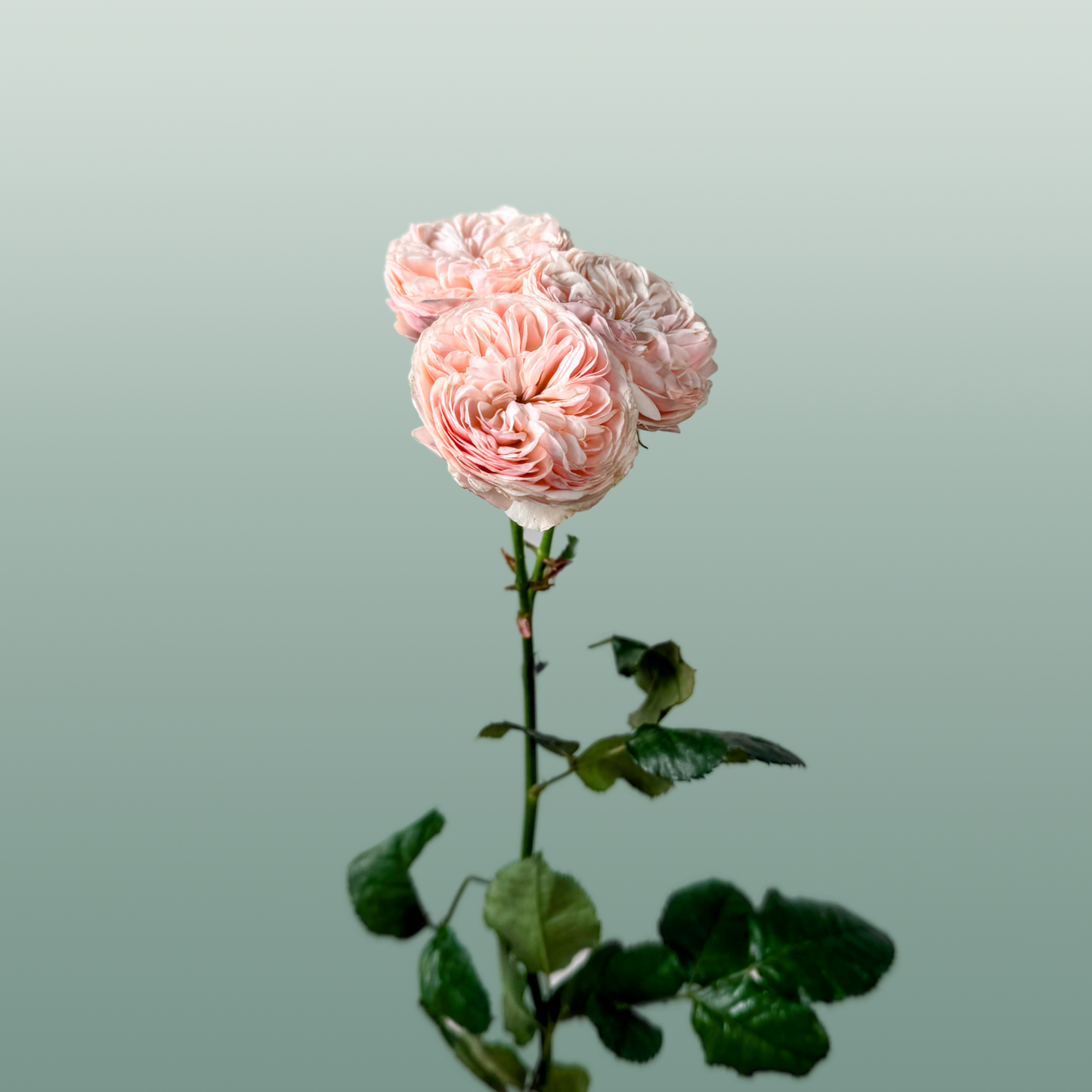 Spray Rose Royal Blush