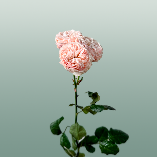 Spray Rose Royal Blush