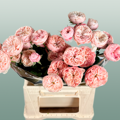 Spray Rose Royal Blush