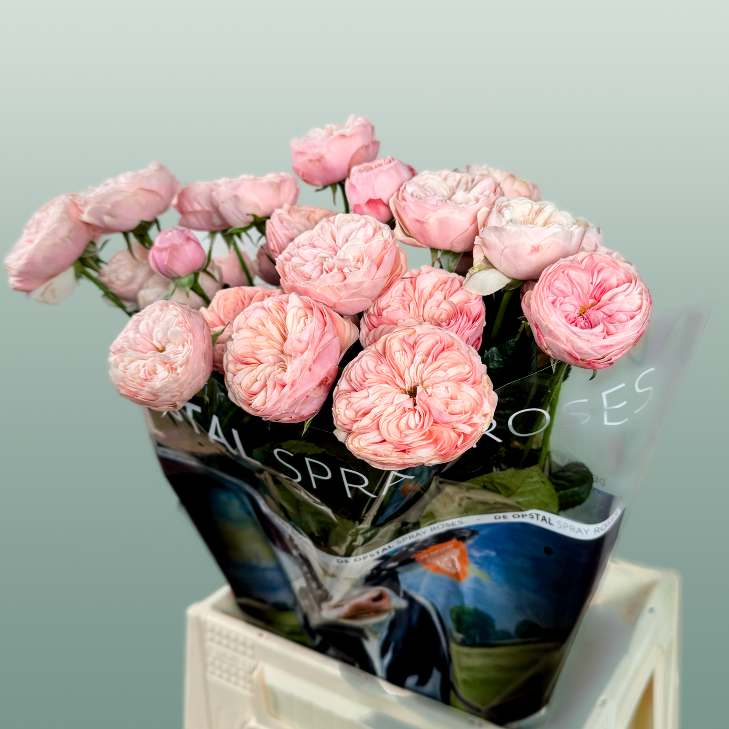 Spray Rose Royal Blush