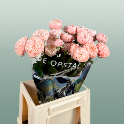 Spray Rose Royal Blush