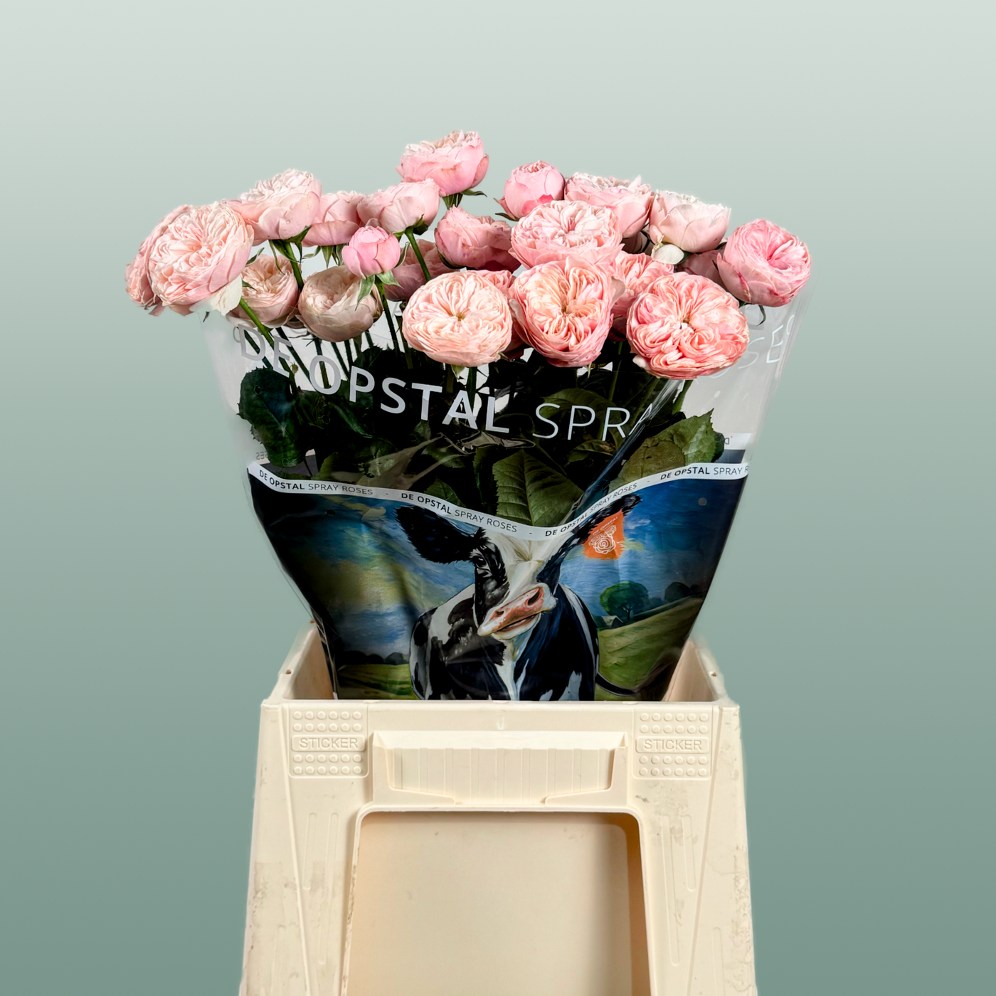Spray Rose Royal Blush
