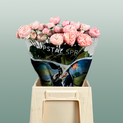 Spray Rose Royal Blush