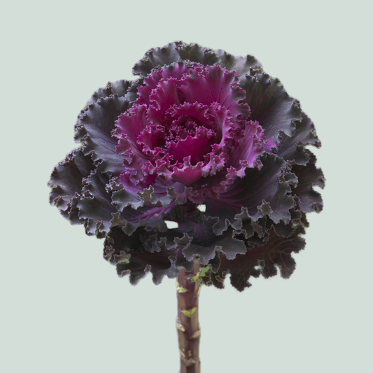 Brassica Ruffle Red (10 Stems)