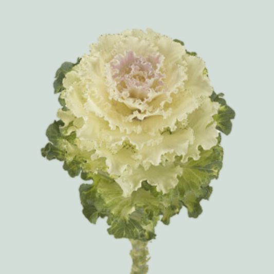 Brassica Ruffle White (10 Stems)