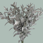 GR Ruscus Hard Dyed Silver