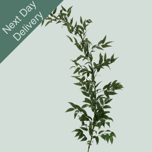 Dec Ruscus Soft - 2 Bunches (Next Day)
