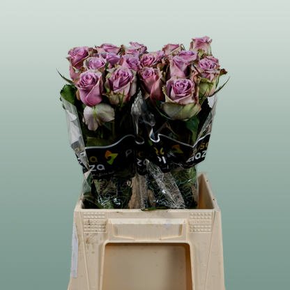 Rose Samantha Bridal