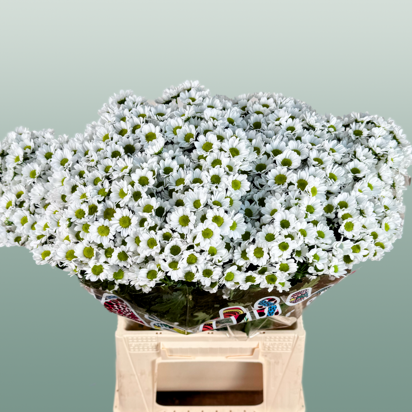 Chrysanthemum Santini Madiba Lindi (25 Stems)