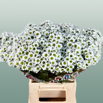 Chrysanthemum Santini Madiba Lindi (25 Stems)