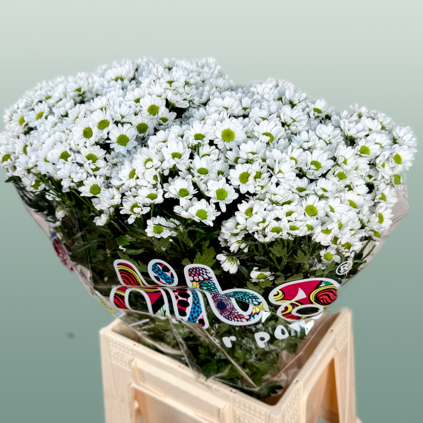 Chrysanthemum Santini Madiba Lindi (25 Stems)