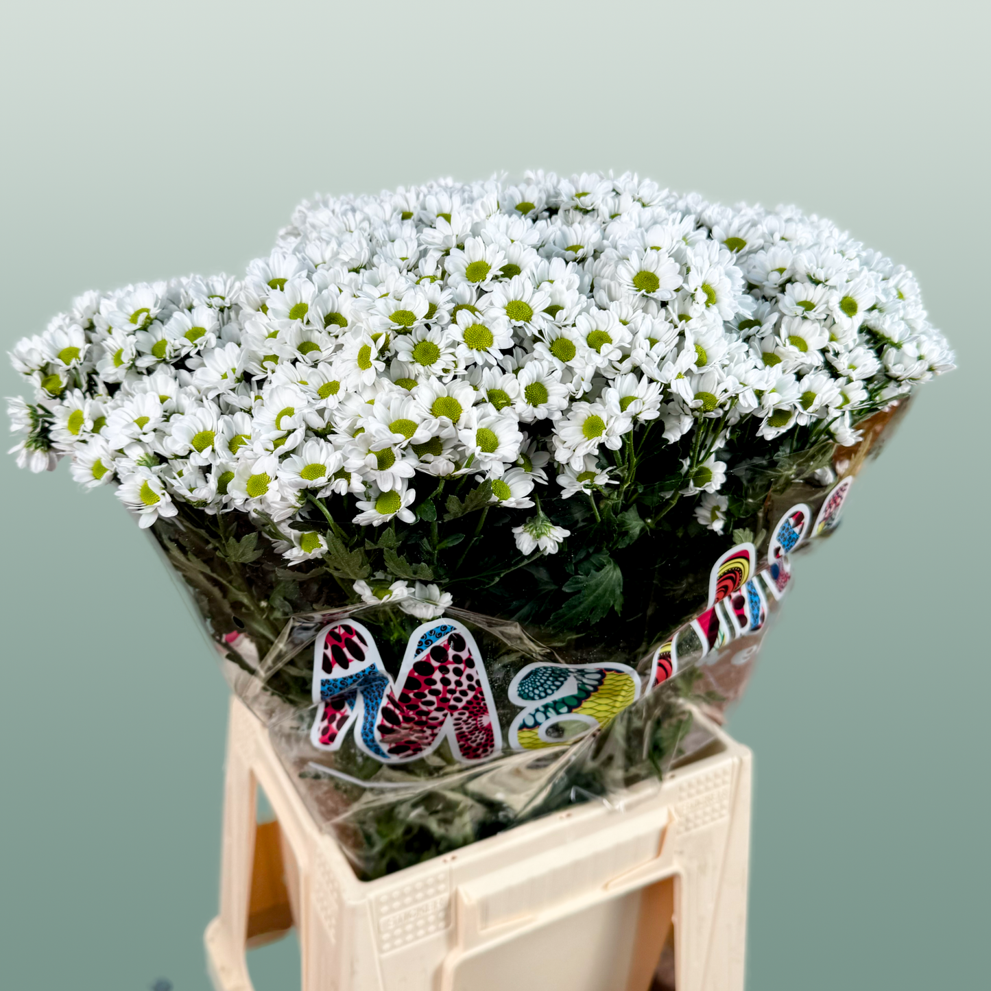 Chrysanthemum Santini Madiba Lindi (25 Stems)