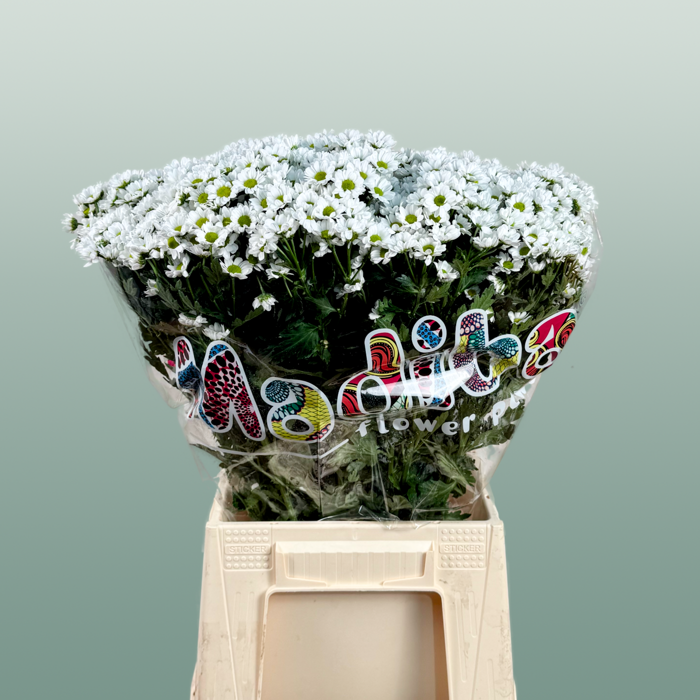 Chrysanthemum Santini Madiba Lindi (25 Stems)