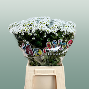 Chrysanthemum Santini Madiba Lindi