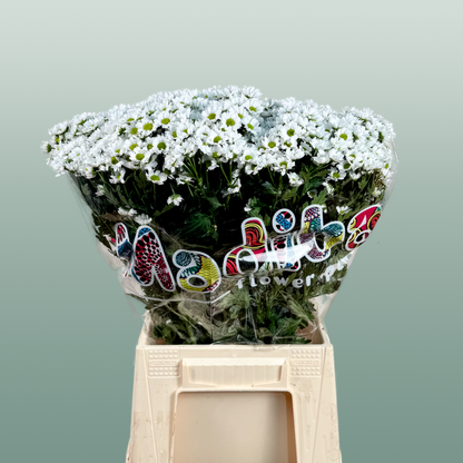 Chrysanthemum Santini Madiba Lindi (25 Stems)